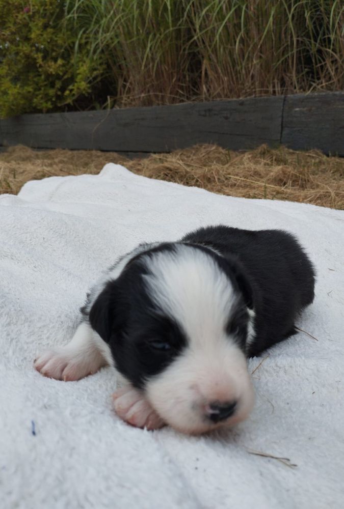 Nora prześliczna sunia border collie 3 tygodnie ZkwP FCI