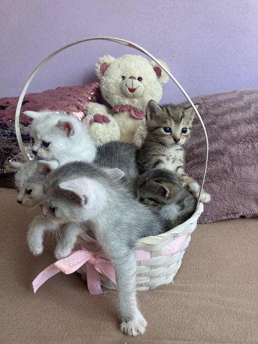 Kocięta male za darmo