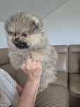 Samce FCI zkwp Pomeranian szpic miniaturowy