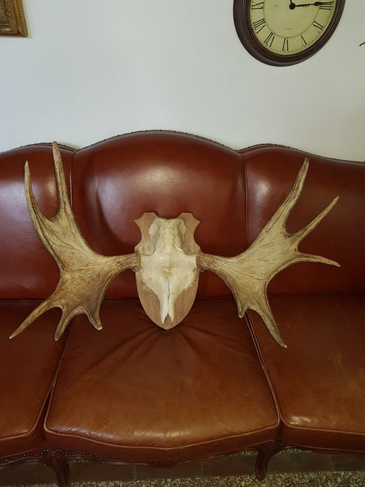 100 Letnie Poroże Wieniec Łosia Bardzo Duży Super Stan !!! 115 cm