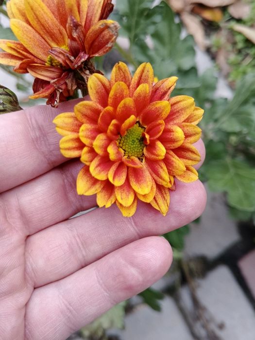 Хризантеми помаранчеві