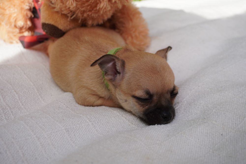 Chihuahua macho mini