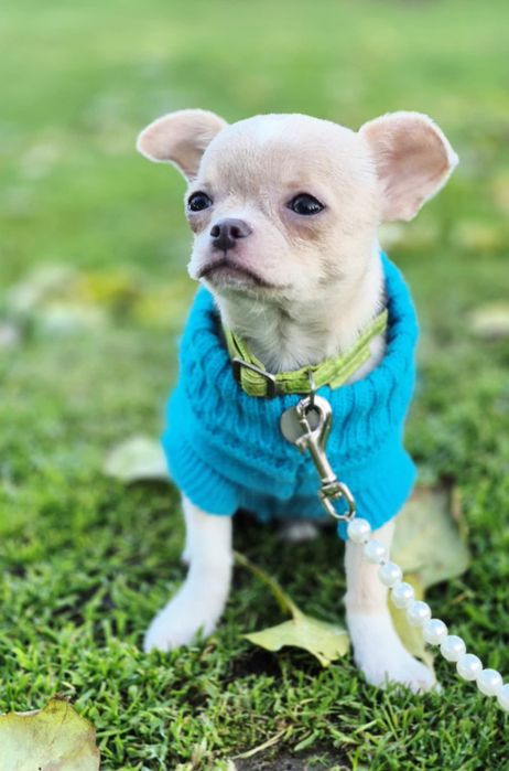 Piesek Zordon gotowy do odbioru