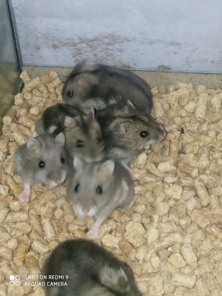 Chomiki Dżungarskie pary jak i samce i samice.