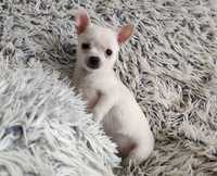 Chihuahua piesek biały słodziak