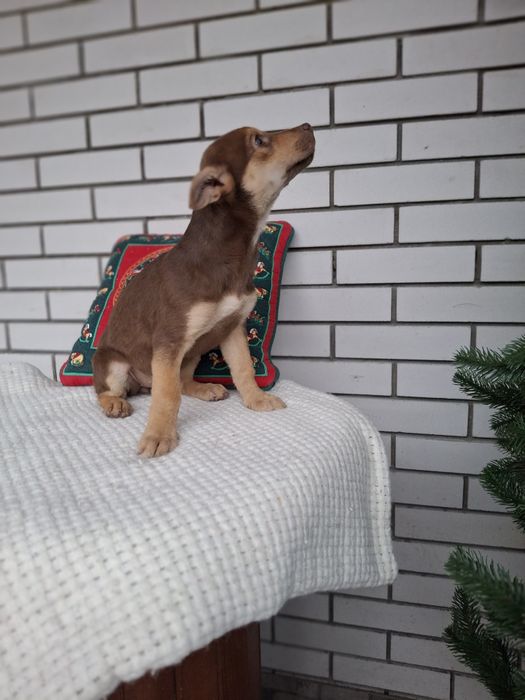 Щеня шоколадка буде невеличка 3 міс