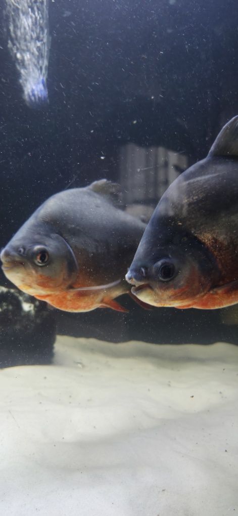 Piranie red pacu