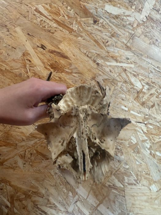 Na sprzedaż – trofeum myśliwskie parostki kozła