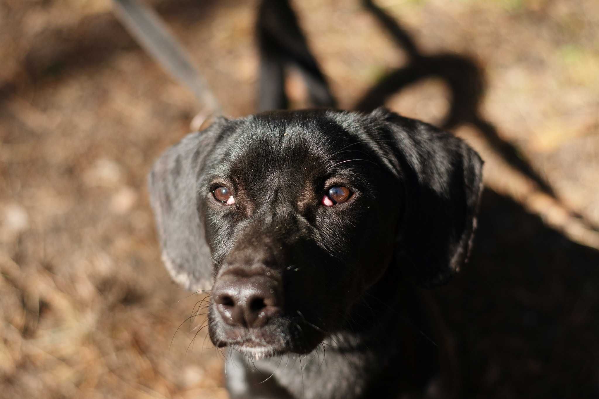 Snoopy - czarny jamnikowaty cudak do adopcji