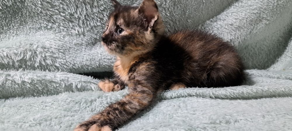 Kotki do oddania za darmo - ZAREZERWOWANE