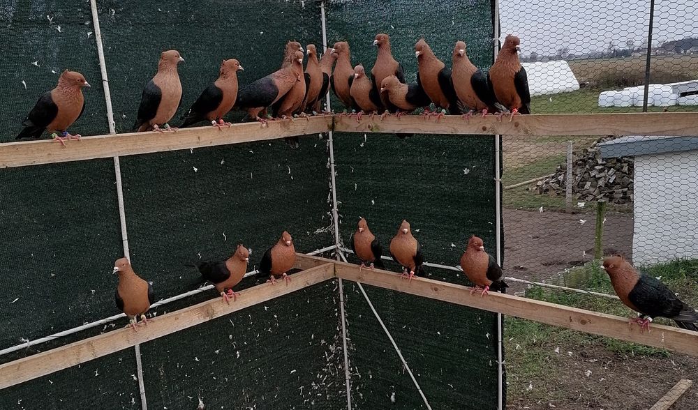 Gołębie gile złote!!!