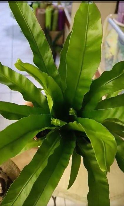 Продам Аспленіум із роду папоротників