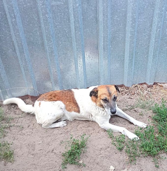 Віддам собаку в надійні руки