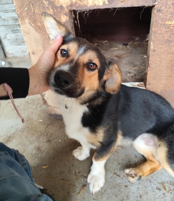 Hugo maluszek szuka rodziny