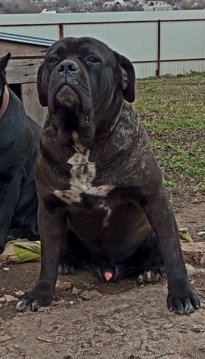 Вязка Кане Корсо