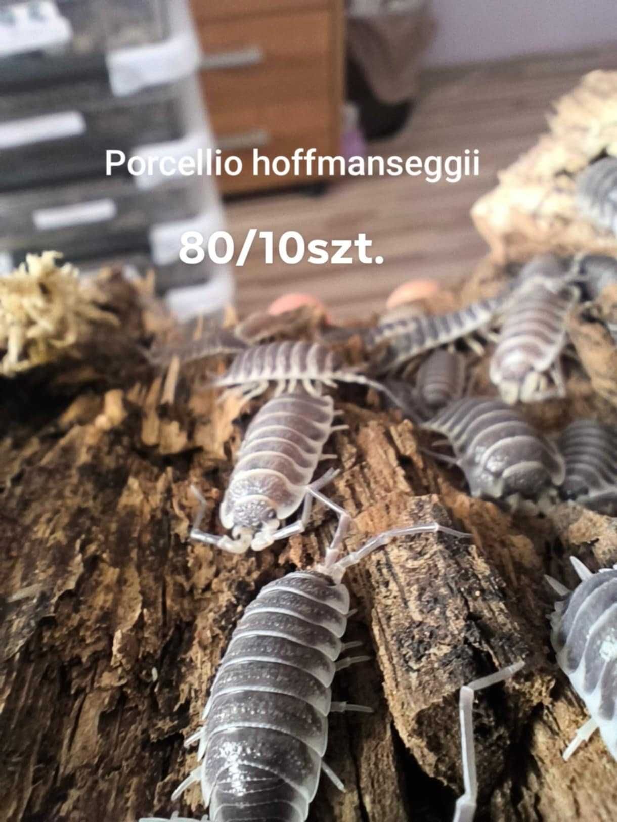 Isopody cubaris/armadillidium