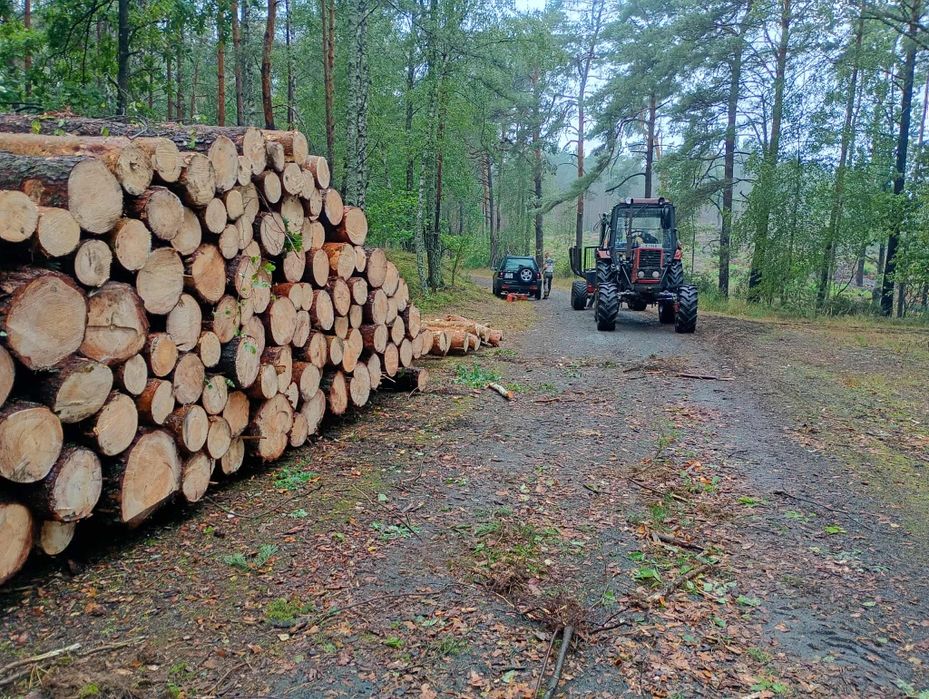 Drewno opałowe sosnowe.  Transport. Suche