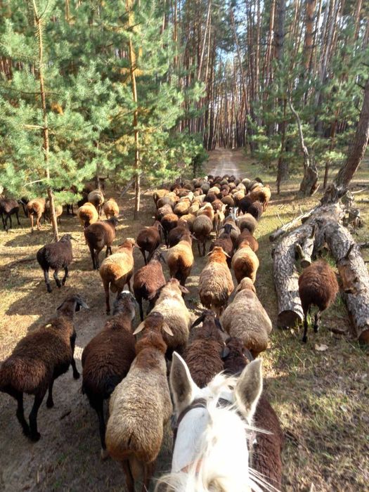 Продам баранов/ овец/ баранів