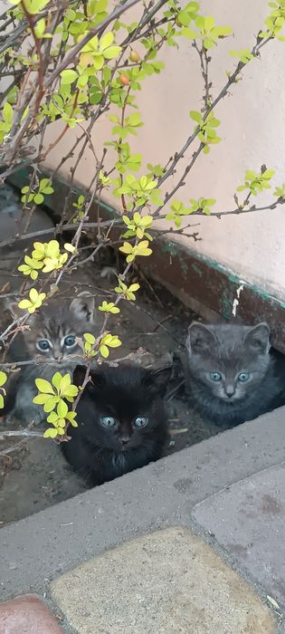 Котики безкоштовно