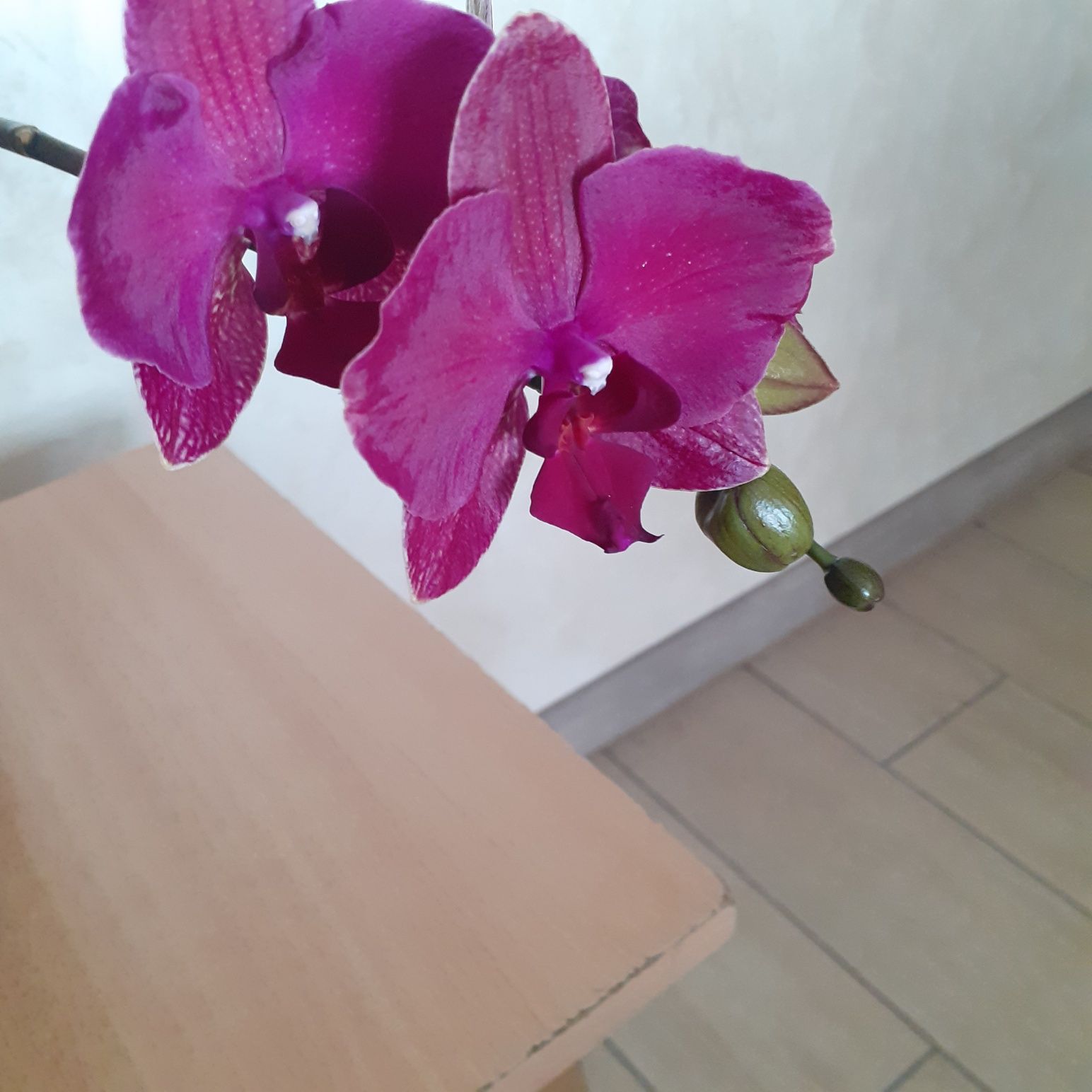 Орхідея домашня.