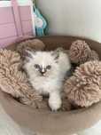 Ragdoll Izzy Boy cudny kocurek