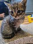 7 tyg maluszki do adopcji