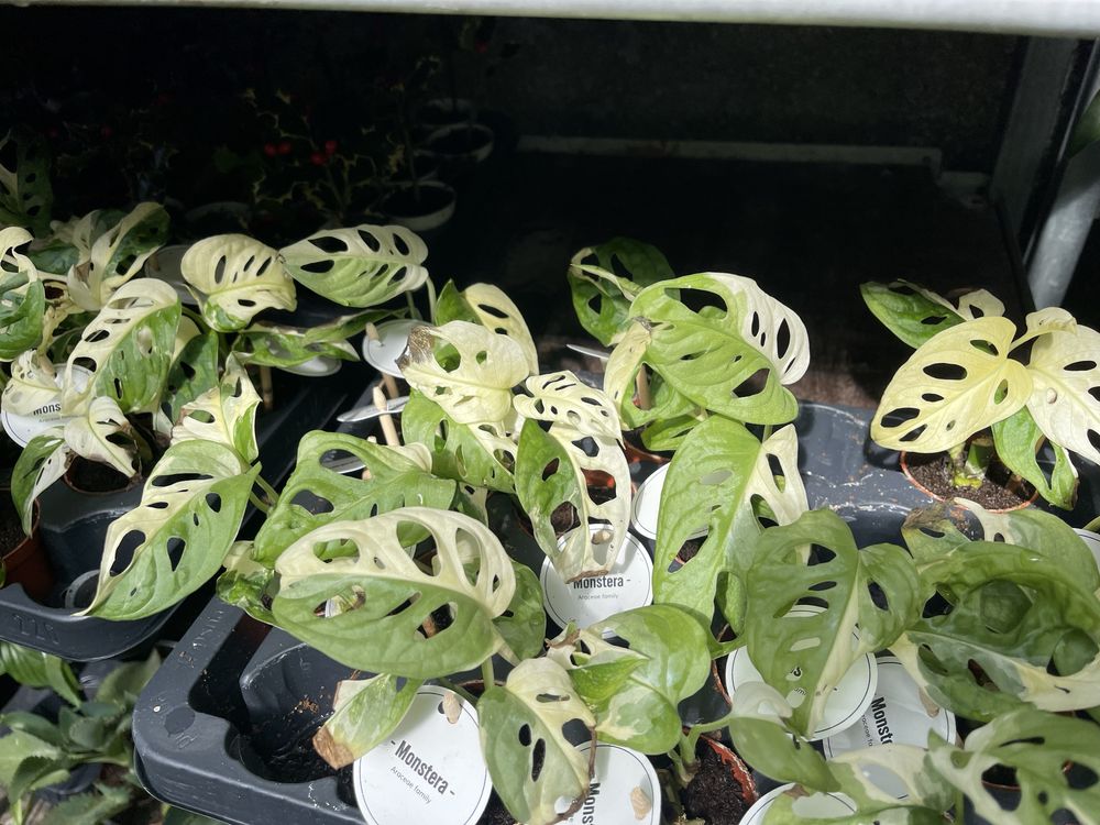 Monstera adansonii variagata