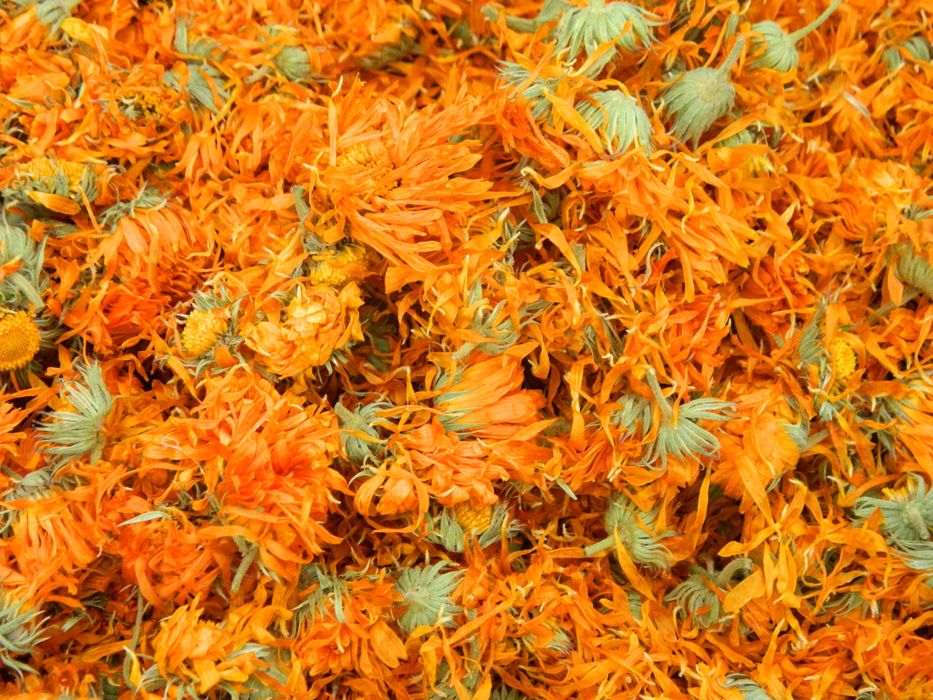 Календула. Квіти календули махрової, сухі.
