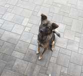 1.5 roczny piesek do oddania :)