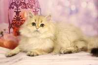Шикарна британська кішечка у золотому забарвленні