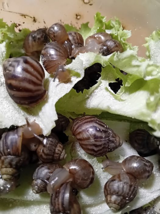 Отдам ахатинских улиток