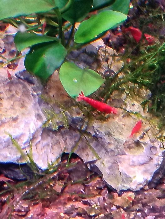 Camarões neocaridina