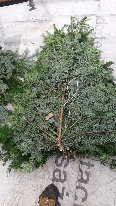 Galezie jodly plaska i srednia