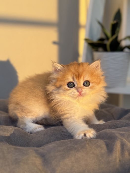 Котята британцы золотая шиншилла
Предл