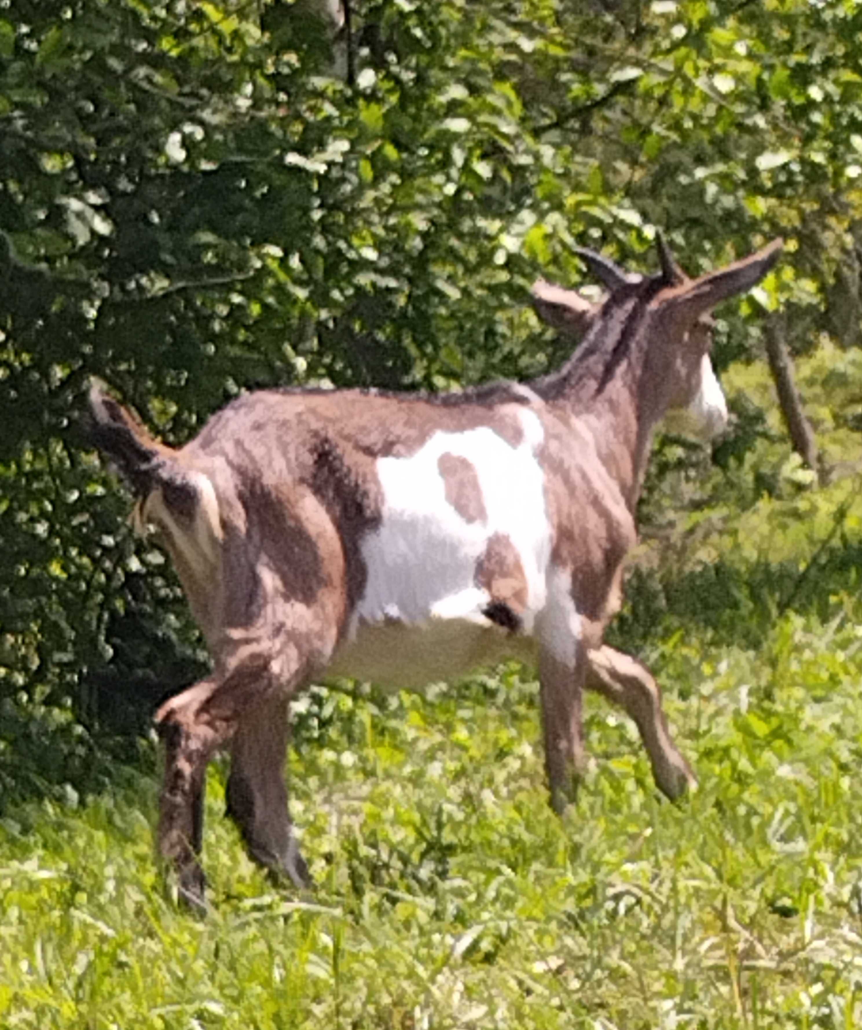 Kozy i koziołki młode