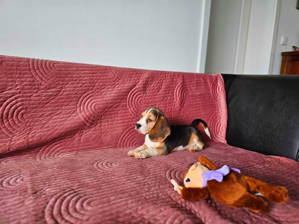 BEAGLE-piesek, ZKWP ,potencjał wystawowy