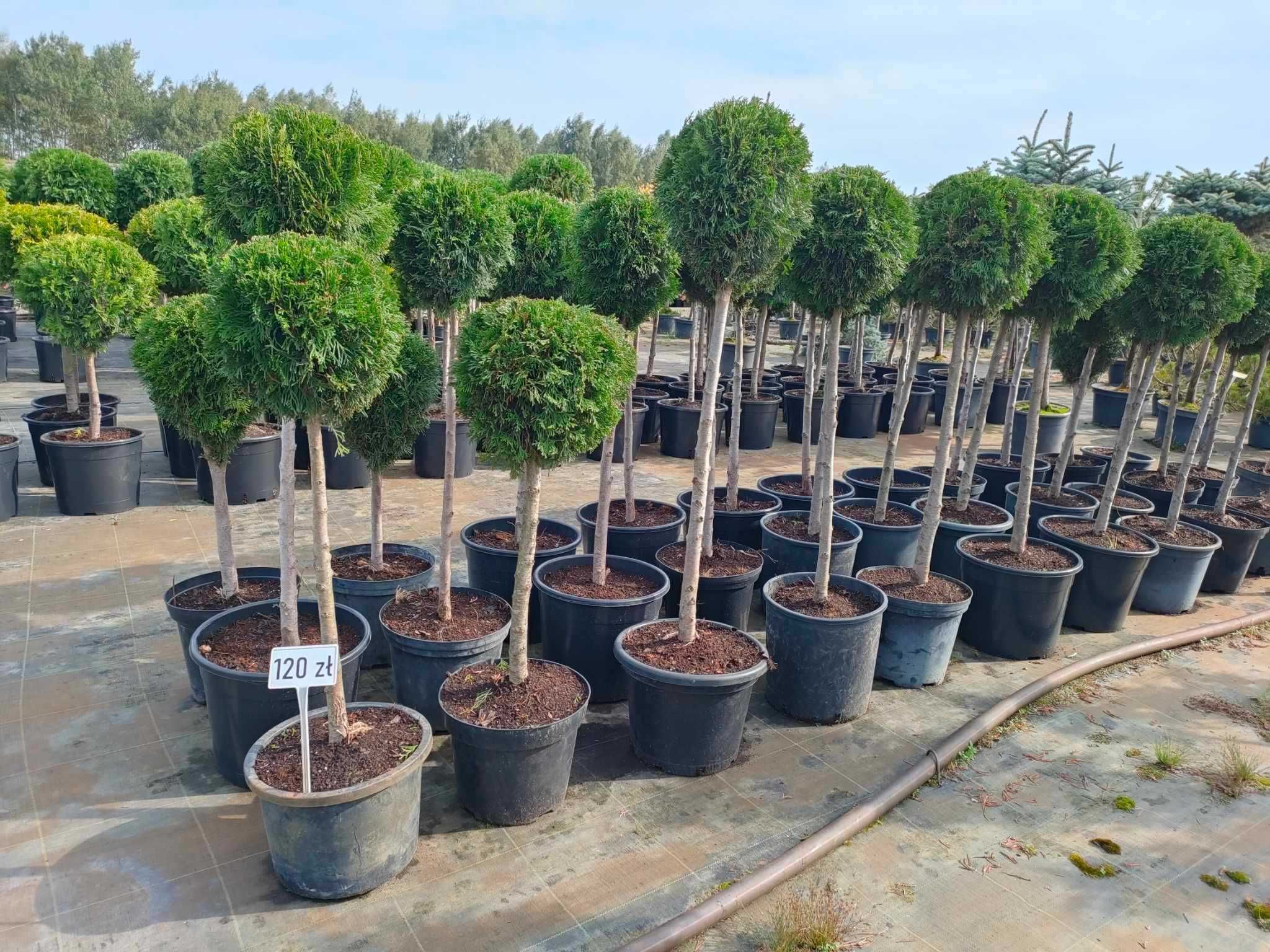 Tuja kulka na pniu Thuja Szmaragd/Brabant formowana kula na pniu