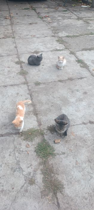 Кошенята котики котик кіт