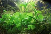 Аквариумные растения водоросли кормдля рыб, артемия