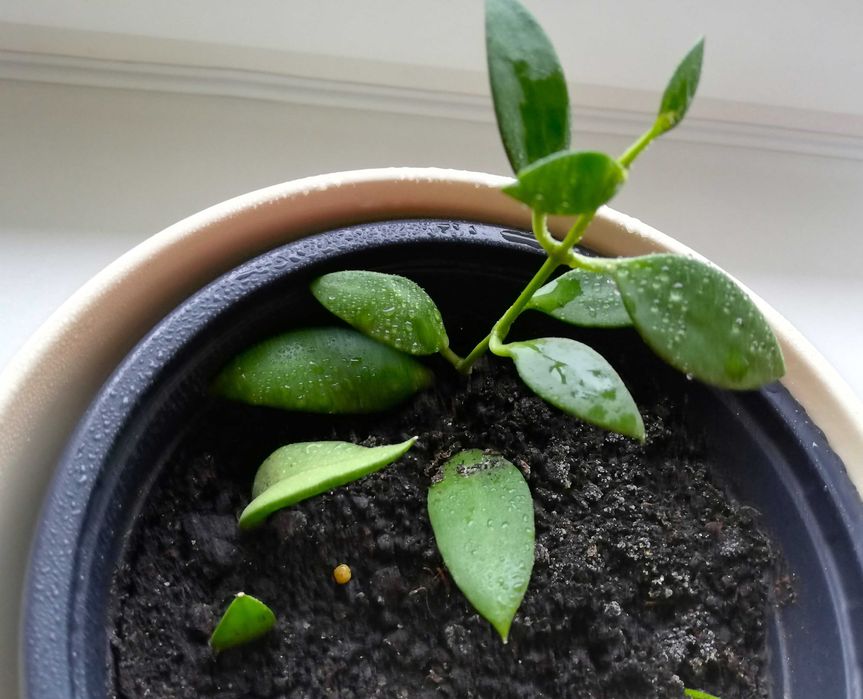 Hoya hoja hoia leytensis unikatowa roślina rzadka kolekcjonerska