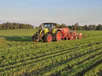 Siew  rzepaku, zbórz,  uprawa pasowa,  strip till