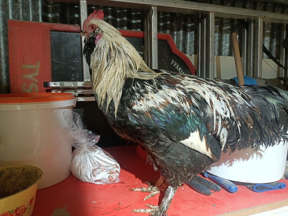 Kogut Fawerola Łososiowa