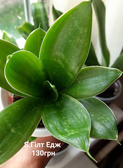 Сансевієрія, Sansevieria