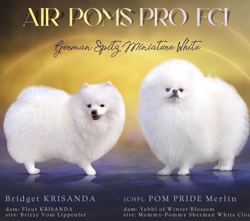 pomeranian / szpic mały  biały miś zkwp fci