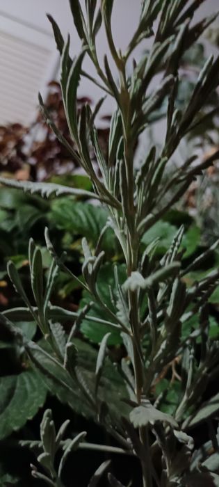 Árvores e plantas ornamentais