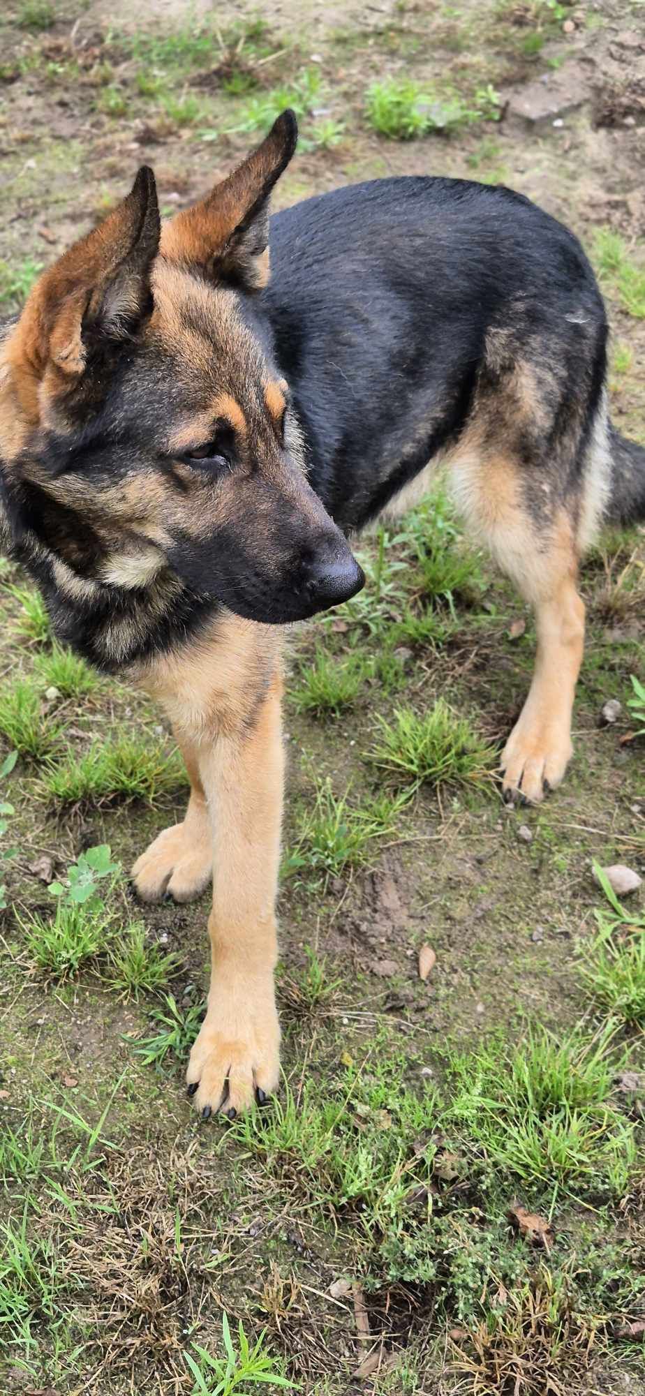 Piesek około 1.5 roku