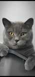 Kot kocur brytyjski British shorthair brytyjski