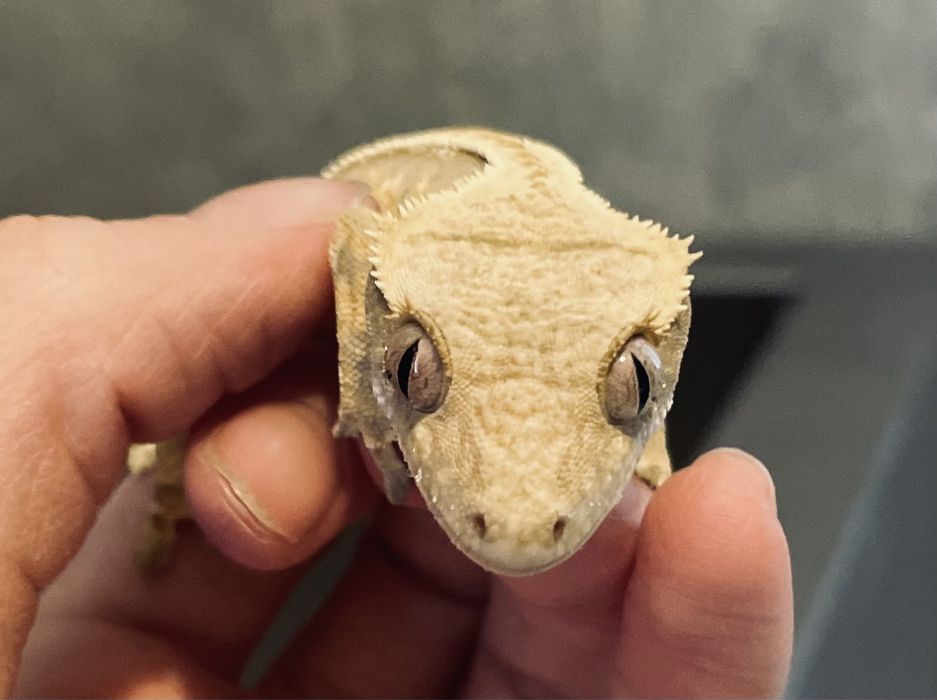 Gekon orzesiony, gekony orzesione