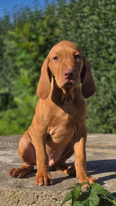 WYŻEŁ Węgierski Krótkowłosy [ZKwP /FCI] gotowy do odbioru