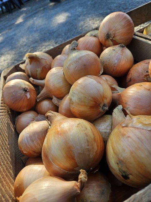 Cebula bardzo dobra do jedzenia